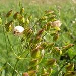 Meum athamanticum Habit