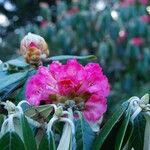 Rhododendron lanigerum 花