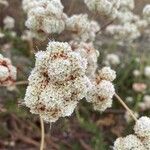 Eriogonum parvifolium Flor