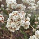 Eriogonum parvifolium Цветок