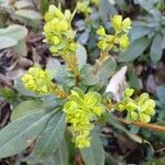 Euphorbia amygdaloides Fleur