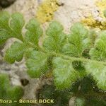 Asplenium hispanicum Otro