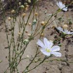 Linum lewisii Habit