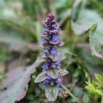 Ajuga pyramidalis花