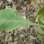 Salvia pachyphylla Frunză