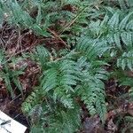 Dryopteris erythrosora 葉