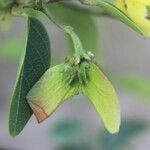 Stigmaphyllon ellipticum Fruto