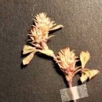 Trifolium scabrum Virág