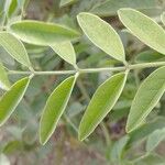 Glycyrrhiza glabra برگ