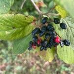 Viburnum lantana Vaisius