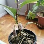 Anthurium scandens Flower