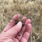 Cyperus subsquarrosus Fruit