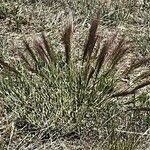 Elymus elymoides Folha