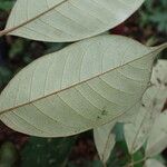 Anthonotha macrophylla Leaf