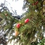 Abies alba Blad