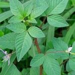 Cleome rutidosperma Leaf