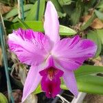 Laelia anceps Flower