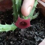 Huernia schneideriana Lorea