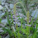Gymnadenia odoratissima Flower
