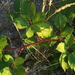 Rubus allegheniensis Lehti