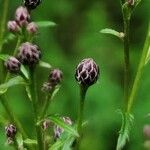 Serratula tinctoria Flower