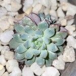 Echeveria colorata List