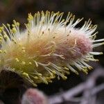 Salix sikkimensis Кветка