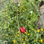 Lathyrus cicera Цветок