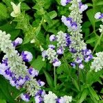 Salvia farinacea Flower
