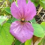 Dalechampia aristolochiifolia Blüte