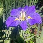 Iris ensataFlower