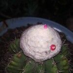Melocactus conoideus Frugt