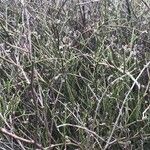 Limonium tuberculatum Hoja