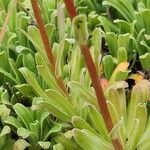 Saxifraga hostii Ekosanga