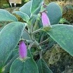 Kohleria warszewiczii Hoja