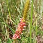 Indigofera hirsuta Flor