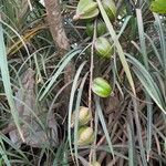 Ficus habrophylla Fruit