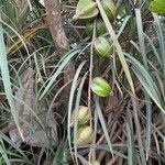 Ficus habrophylla