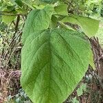 Catalpa speciosa Φύλλο