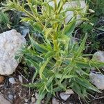 Gypsophila pilosa Habit