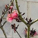 Pseudobombax ellipticum Virág