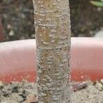 Protea repens 树皮