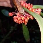 Maxillaria fulgens Cvet