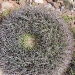 Gymnocalycium saglionis Leaf