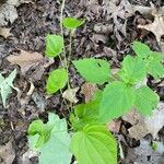 Dioscorea villosa Blatt