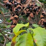 Sterculia monosperma 果實