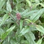 Eupatorium cannabinum Frunză