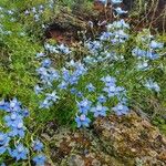 Delphinium leroyi Bloem