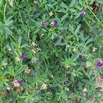 Medicago sativa花