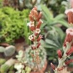 Adromischus cooperi Flower